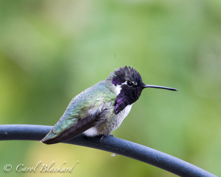 Costa Hummingbird, breeding plumage, California