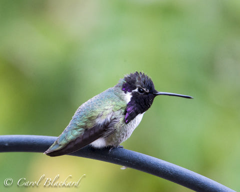 Costa Hummingbird, breeding plumage, California