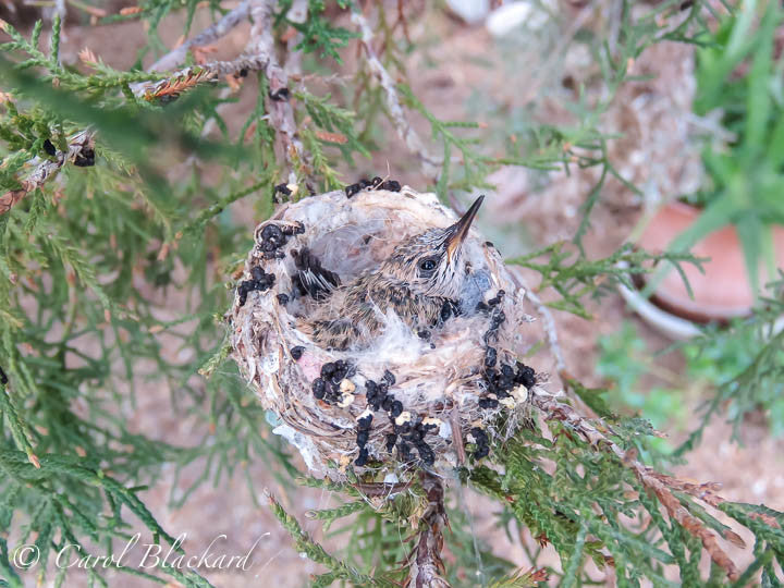 Costa Hummingbird nestling with eyes open, California