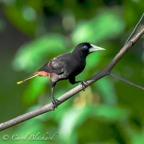 Blue-eyed black bird with long yellow tail