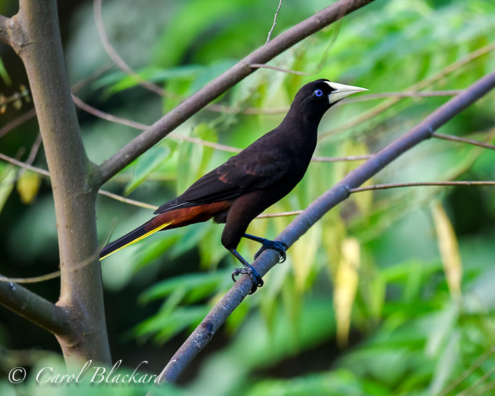 Large black bird with pale bill and blue eye