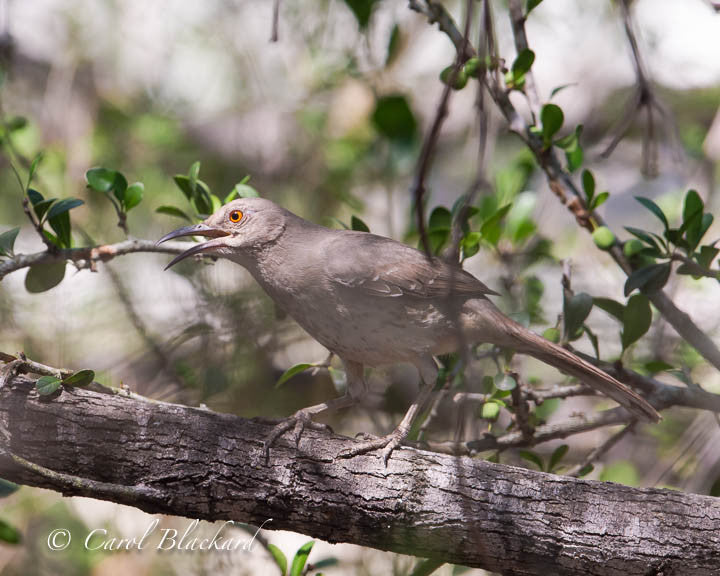 Thrasher bird with orange eye and beak open on branch