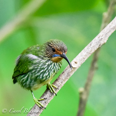 Green bird with stripes, curved beak.