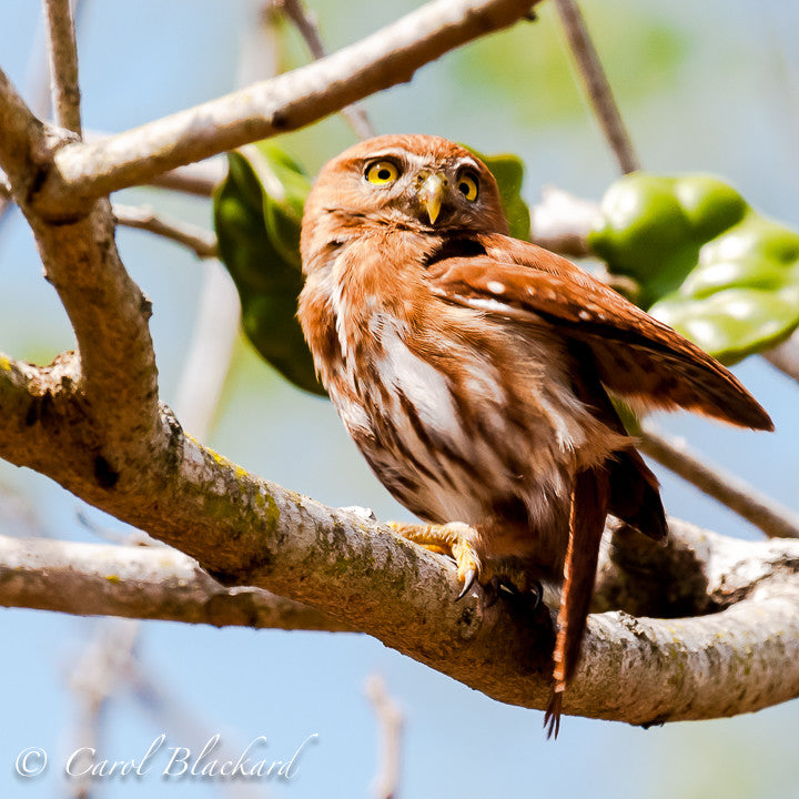 Small owl with one wing raised ready to fly.