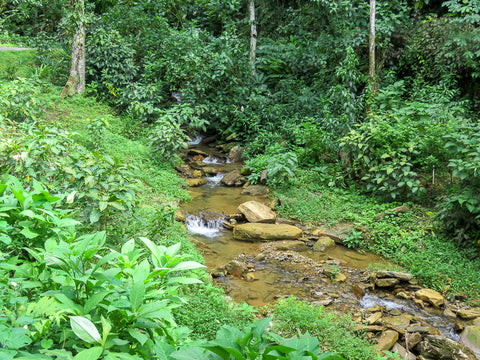 Tropical Stream Landscape