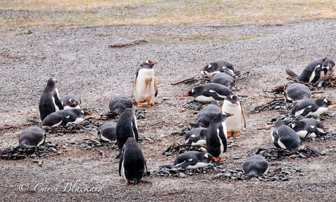 Fat penguins in breeding colony on rock nests