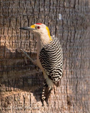 Colorful bright woodpecker in sunlight on tree