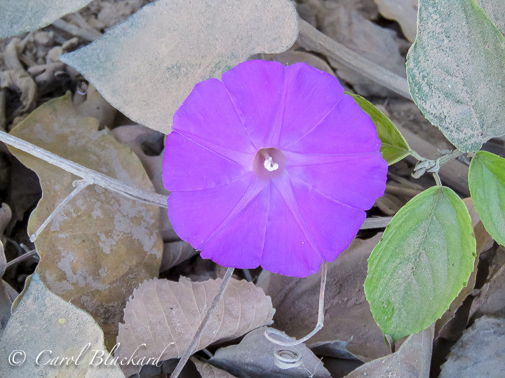 Purple flower