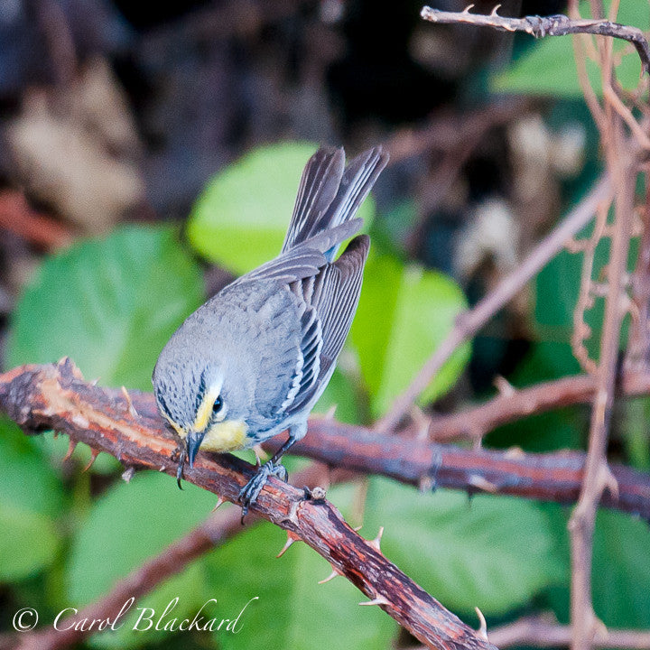 Yellow and gray bird with wing bars