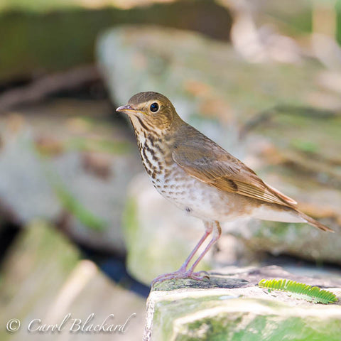Thrush with distinct markings on rock