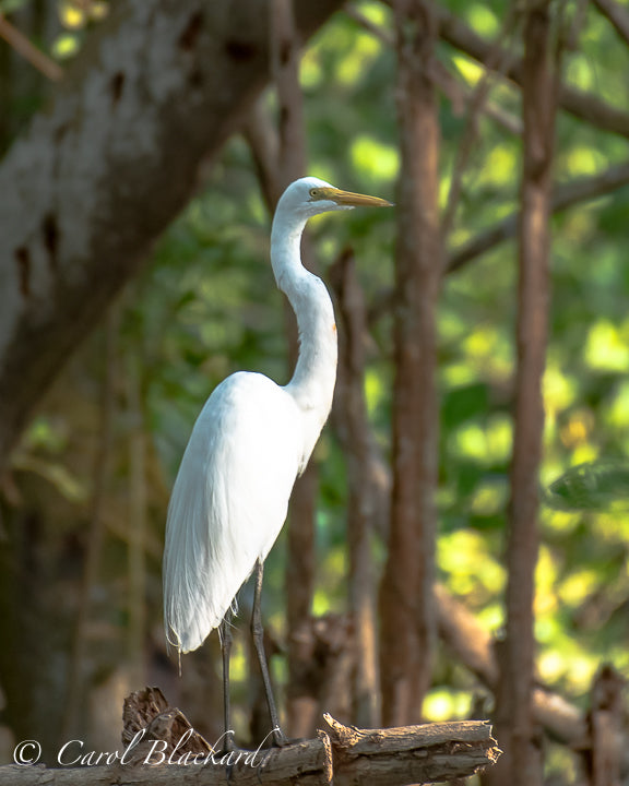 Elegant white egret