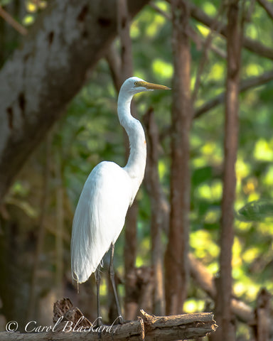 Elegant white egret