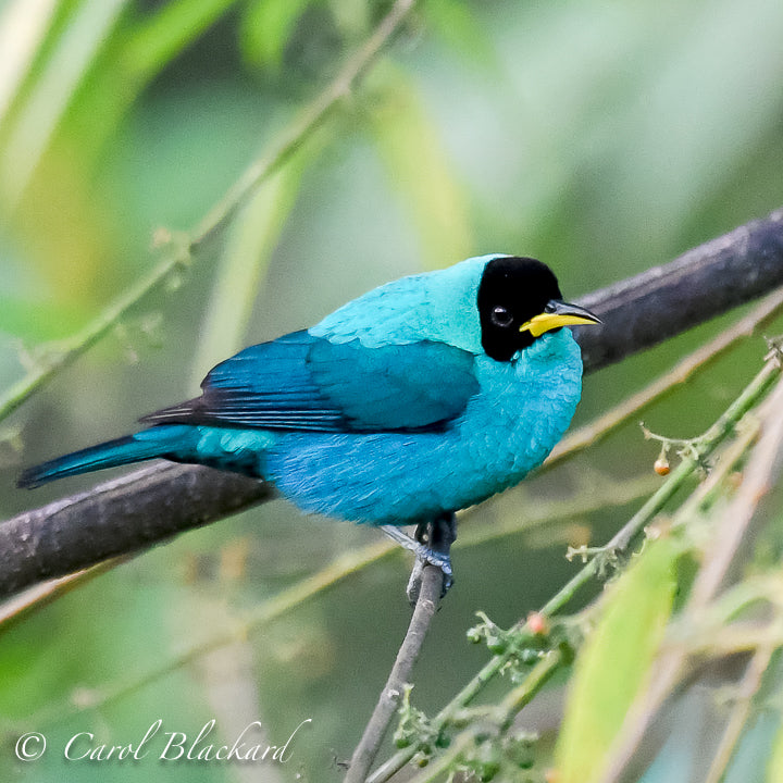 Beautiful teal bird with curved bill