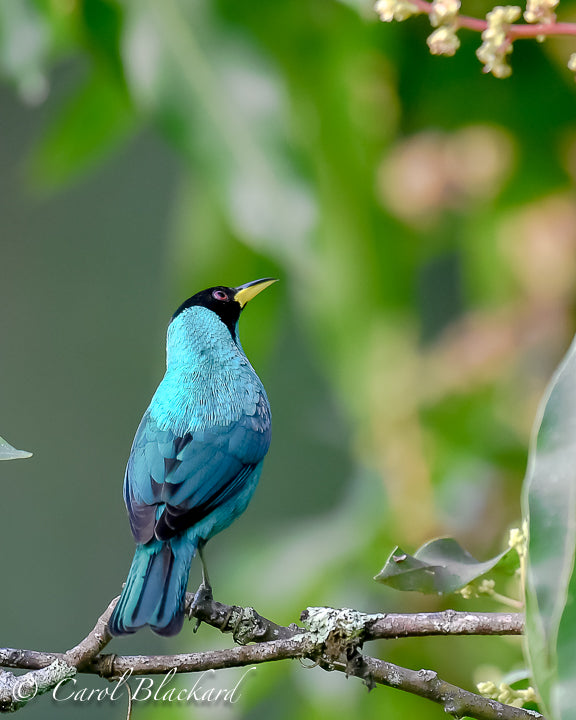 Teal-colored bird from the back with head twisted to look up