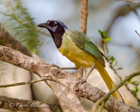 Green Jay on branch