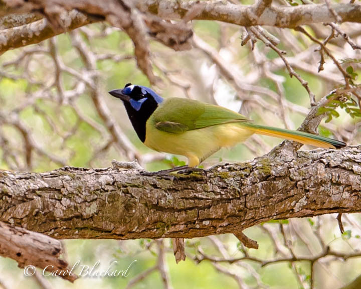 Colorful green jay on branch