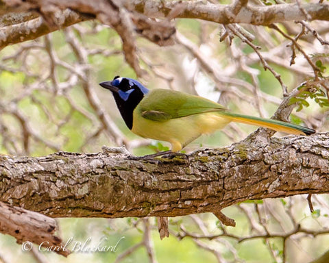 Colorful green jay on branch