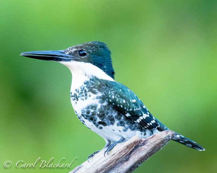 Large-billed dark green bird with spotty chest.