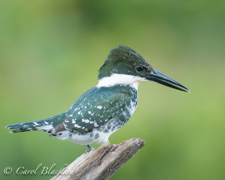Kingfisher on a snag