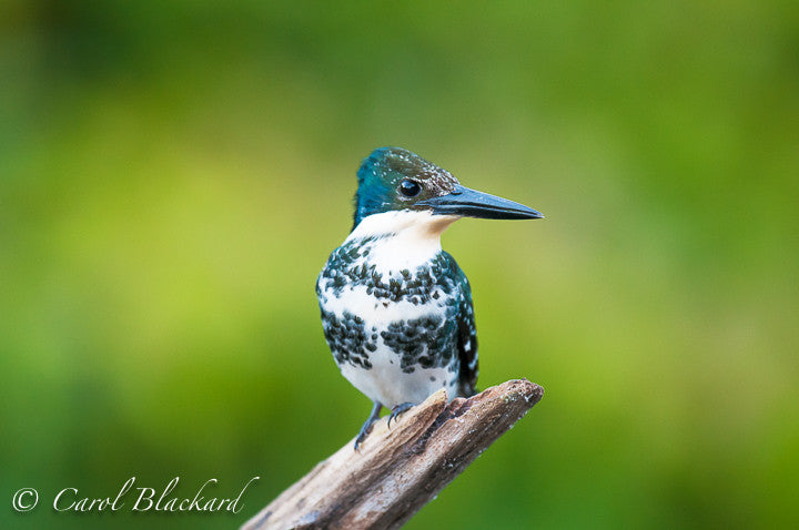 Dark green bird made for diving and fishing...sitting on a snag