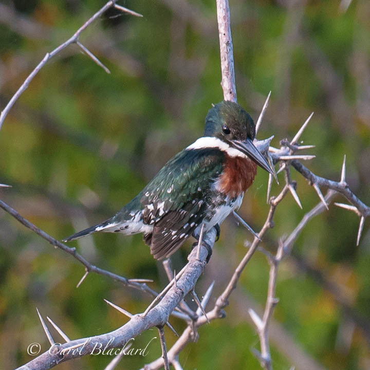 Green Kingfisher on thorny twig