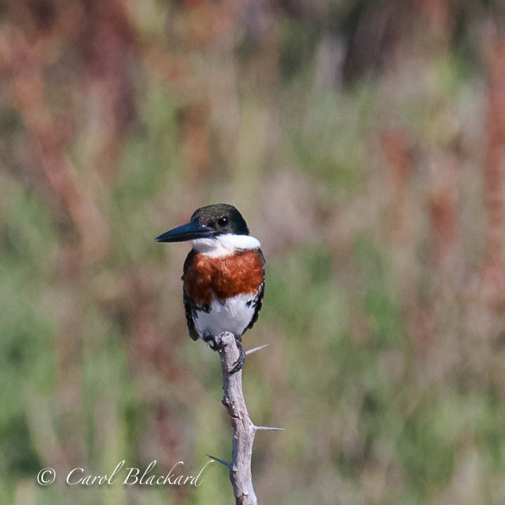 Green Kingfisher close-up of rufous chest and turned head