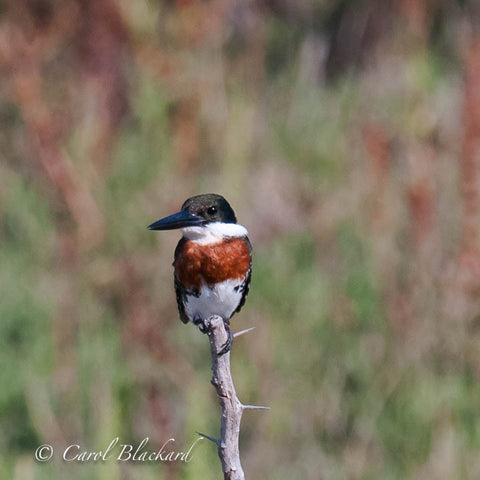 Green Kingfisher close-up of rufous chest and turned head