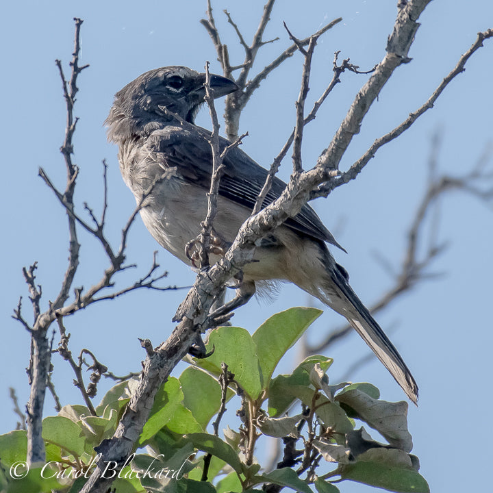 Greyish Saltator