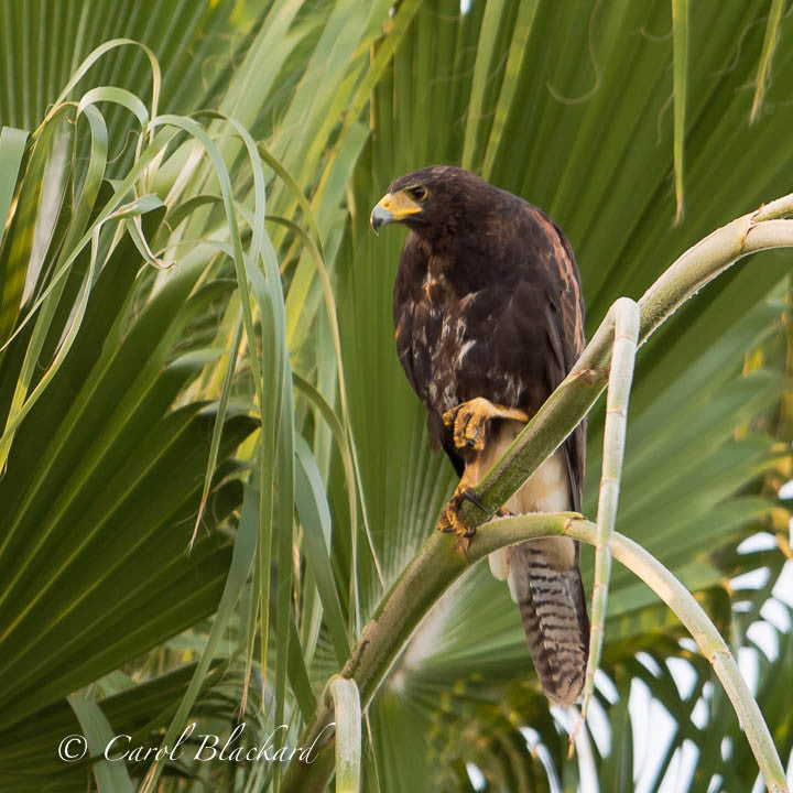Harris's Hawk juvenile, foot up, Texas