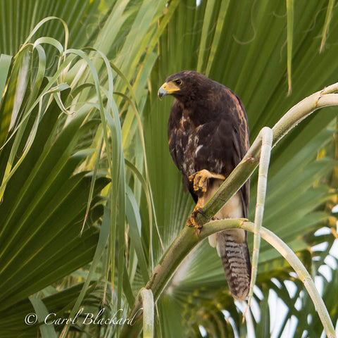 Harris's Hawk juvenile, foot up, Texas