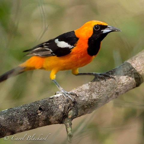 Rio Grande Collection