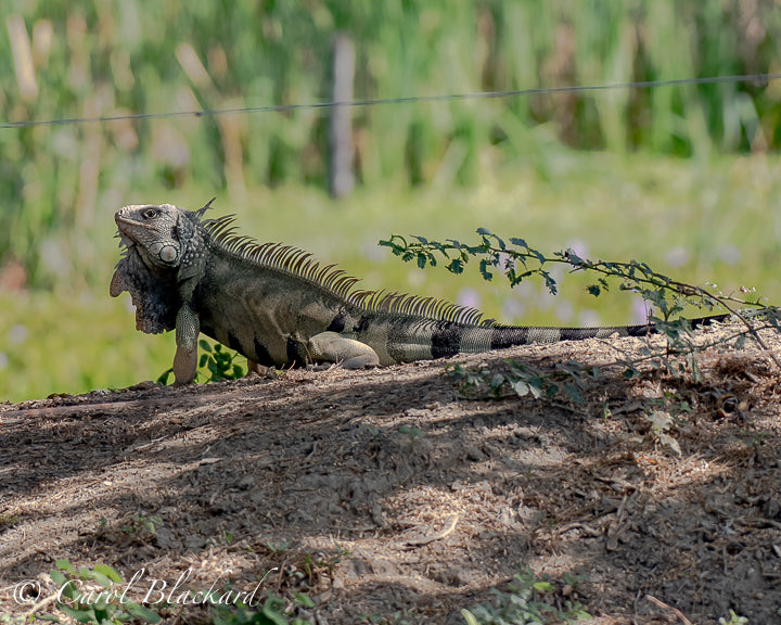 Iguana