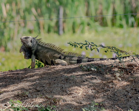 Iguana