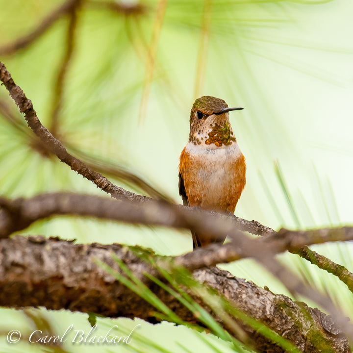 Rufous Hummingbird, Immature, perched, Arizona