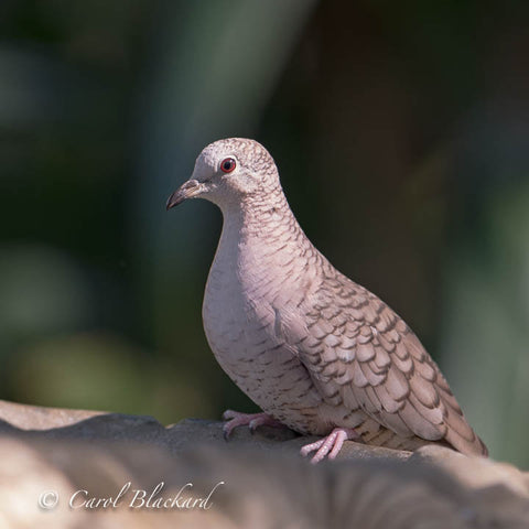 Inca Dove bird in sun on birdbath