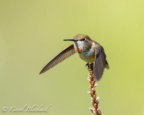 Hummingbird with green head and orange throat taking off from twig