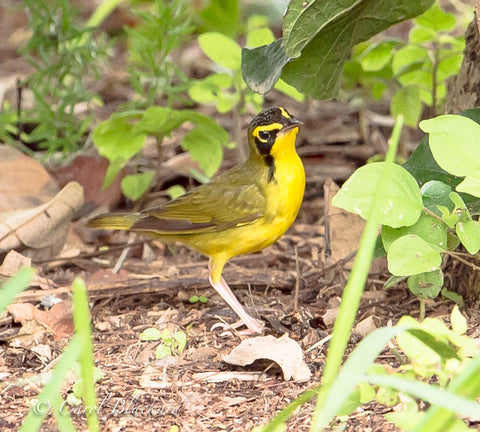 Bright yellow Kentucky warbler bird on ground