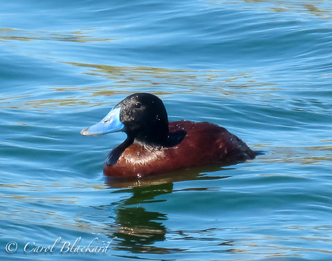 Lake Duck, that's his real name, Argentina