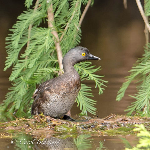 Grebe bird with yellow eye on nest on water