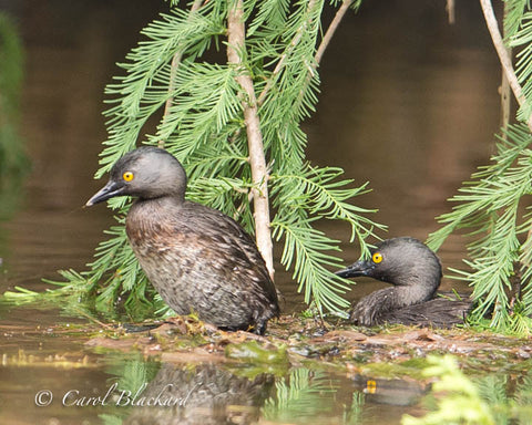 Least grebe pair on nest