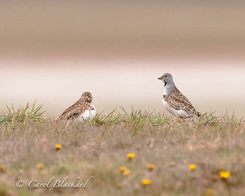 Brown patterned, well-marked seed-eating birds on ground