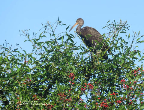 Heron-like bird in top of green tree