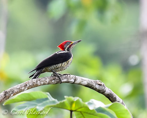 Large red crested woodpecker