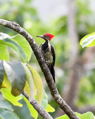 Large red crested woodpecker