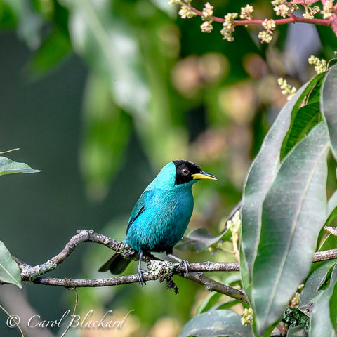Teal-colored bird with yellow mandible and red eye