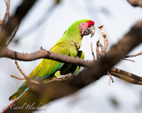 Multi-colored very large parrot-like  bird