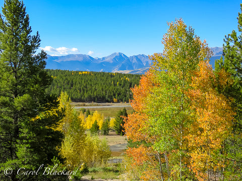 Changing aspen and distant mountain range.