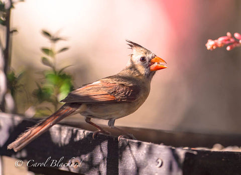 Female cardinal bird with seed in beak against pink background