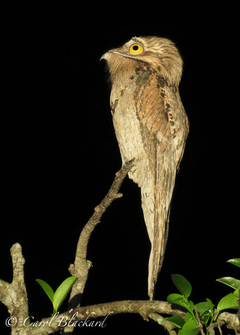 Upright owl-like bird in profile on a snag with very bulbous yellow eye.