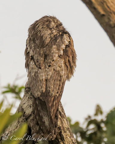 Extremely camouflaged nightjar bird